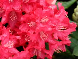 Rhododendron `Leuchtfeuer`, Rhododendron yakushimanum `Leuchtfeuer`