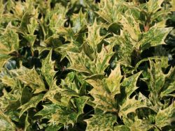 Stachelbl�ttrige Duftbl�te 'Goshiki' - Osmanthus heterophyllus 'Goshiki'