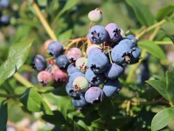 Heidelbeere `Bluecrop`, 40-60 cm, Vaccinium corymb.`Bluecrop`, Containerware