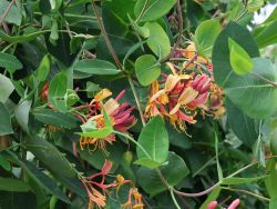 Gei�blatt / Gei�schlinge 'American Beauty' - Lonicera heckrottii 'American Beauty'