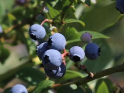 Heidelbeere 'Earlyblue Fr�hreifend' - Vaccinium corymb. 'Earlyblue Fr�hreifend'