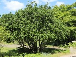 Baumschule Horstmann: Korkenzieherhaselnuss Contorta, 60-80 cm, Corylus avellana Contorta
