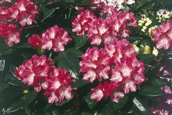Rhododendron yakushimanum `Glanzblatt`, 30-40 cm, Topfpflanzen