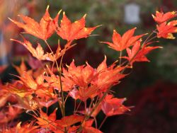 Fächer-Ahorn `Reticulatum`, 25-30 cm, Acer palmatum `Reticulatum`, Containerware Fächer-Ahorn `Reticulatum`, 25-30 cm, Acer palmatum `Reticulatum`, Containerware