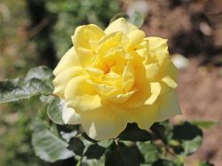 Edelrose `Aperitif` ®, Rosa `Aperitif` ®, Wurzelware