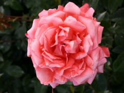 Edelrose `Hamburger Deern` �, Rosa `Hamburger Deern` �, Containerrosen