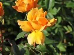 Edelrose `Kupferk�nigin` �, Rosa `Kupferk�nigin` �, Containerrosen