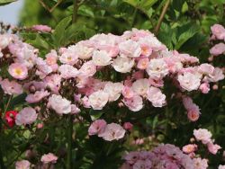 Baumschule Horstmann: Ramblerrose Bonny ®, Rosa Bonny ®, Containerware