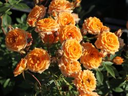 Rose Clementine 13,80 Euro/Stück