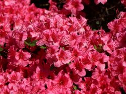 Japanische Azalee `Michiko`, Rhododendron obtusum `Michiko`