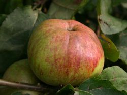 Winterapfel `Bismarckapfel`, Malus `Bismarckapfel` Winterapfel `Bismarckapfel`, Malus `Bismarckapfel`