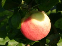 Herbstapfel `Ahrista`, Malus `Ahrista`