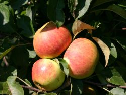 Herbstapfel 'Elstar' ®