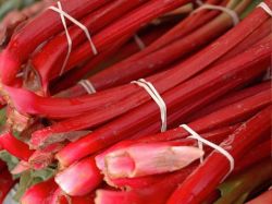 Rhabarber `Holsteiner Blut`, Rheum `Holsteiner Blut` Rhabarber `Holsteiner Blut`, Rheum `Holsteiner Blut`