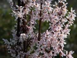 Schneeforsythie, 80-100 cm, Abeliophyllum distichum, Containerware