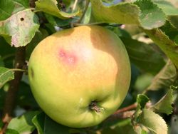 Winterapfel `Jonica`, Stamm 40-60 cm, 120-160 cm, Malus `Jonica`, Wurzelware