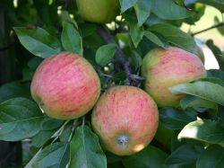 Winterapfel `Pilot` �, Stamm 40-60 cm, 120-140 cm, Malus `Pilot` �