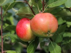 Winterapfel `Pinova` �, Stamm 40-60 cm, 120-140 cm, Malus `Pinova` �
