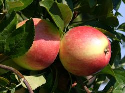 Herbstapfel `Reglindis` �, Stamm 40-60 cm, 120-140 cm, Malus `Reglindis` �