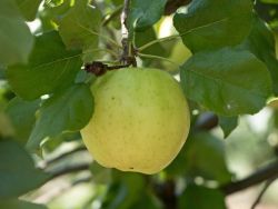 Herbstapfel `Relinda` �, Stamm 40-60 cm, 120-160 cm, Malus `Relinda` �
