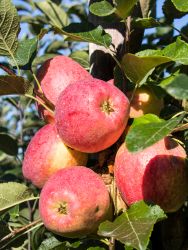 Herbstapfel `Remo` �, Stamm 40-60 cm, 120-160 cm, Malus `Remo` �, Wurzelware