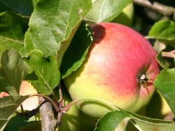 Winterapfel `Rene` �, Stamm 40-60 cm, 120-160 cm, Malus `Rene` �, Wurzelware