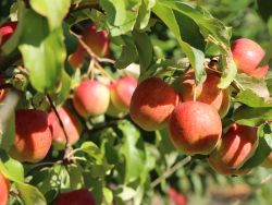 Neuz�chtung Apfel Rewena