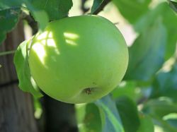 Säulenapfel Ballerina `Bolero`  ®, Malus Ballerina `Bolero`  ®