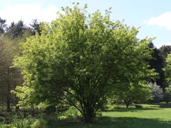 Feuerahorn - Acer ginnala