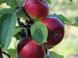 Säulenapfel Ballerina `Flamenco`  ®, Malus Ballerina `Flamenco` ®