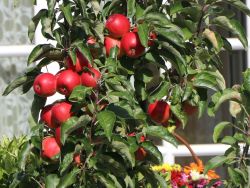 Säulenapfel Ballerina `Waltz`  ®, Malus Ballerina `Waltz` ®