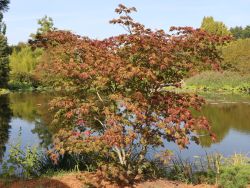 Japanischer Feuerahorn - Acer japonicum 'Aconitifolium'