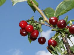 Sauerkirsche `Korund`, Stamm 40-60 cm, 120-160 cm, Prunus `Korund`, Wurzelware