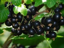 Schwarze Johannisbeere `Titania`, Ribes nigrum `Titania`