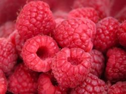 Himbeere Rubus idaeos 'Autumn Bliss', 40-60 cm, Containerware
