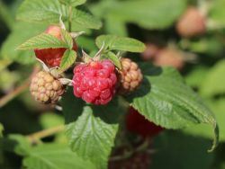Himbeere Rubus idaeos 'Rubaca', 40-60 cm, Containerware