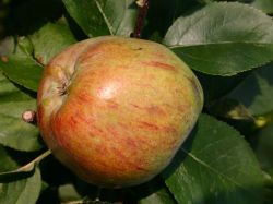 Sommerapfel `Delbarestivale, Stamm 40-60 cm, 120-160 cm, Malus `Delbarestivale`