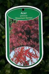 Dunkelroter Schlitzahorn 'Garnet' auf Stamm, Stamm 60 cm, St�mmchen