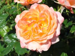 Baumschule Horstmann: Edelrose Samaritan ®, Rosa Samaritan ®, Containerware