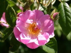 Ramblerrose 'Apple Blossom' - Rosa 'Apple Blossom'