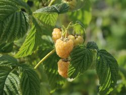 Himbeere 'Fallgold' - Rubus idaeus 'Fallgold'