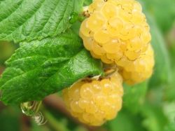 Gelbe Himbeere Rubus idaeos 'Golden Queen'  �, 40-60 cm, Containerware