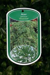 Gr�ner Schlitzahorn 'Dissectum' auf Stamm, Stamm 80 cm, Containerware