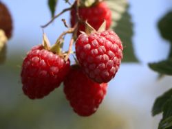 Himbeere Rubus idaeos 'Preussen II', 60-100 cm, Containerware