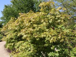 Japanischer F�cherahorn - Acer palmatum 'Osakazuki'