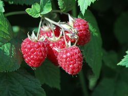 Himbeere 'Willamette' - Rubus idaeus 'Willamette'