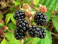 Brombeere 'Loch Ness' -S- - Rubus fruticosus 'Loch Ness' -S-