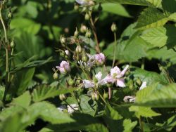 Brombeere Rubus fruticosa 'Thornfree', 60-100 cm, Containerware