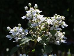 Brombeere Rubus fruticosus 'Wilsons Fr�he', 60-100 cm, Topfpflanzen