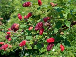 `Tayberry Medana`  ®, 60-100 cm, Rubus `Tayberry Medana`  ®, Containerware